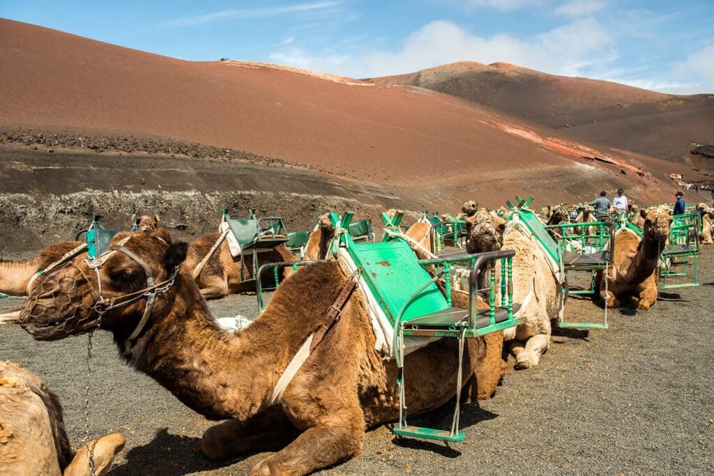 parc de timanfaya chameaux