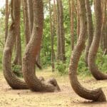 La forêt tordue de Gryfino