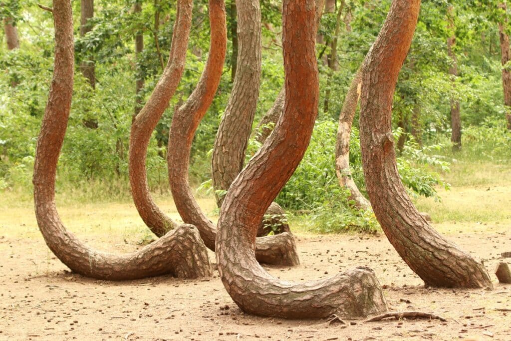 forêt tordue en Pologne