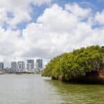 foret flottante homebush bay