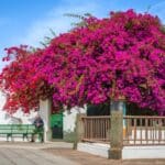 Lanzarote en mai