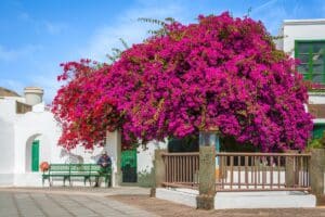 Lanzarote en mai