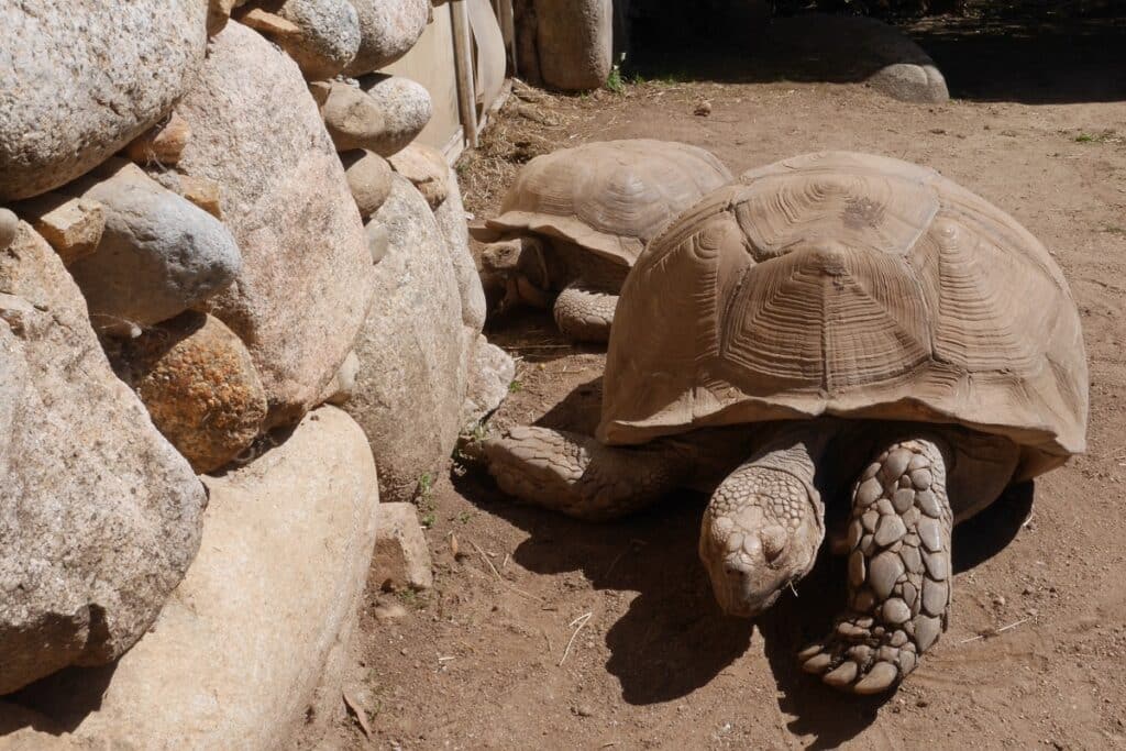 cité des tortues en Corse du Sud