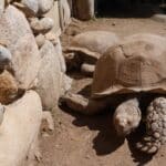 cité des tortues en Corse du Sud