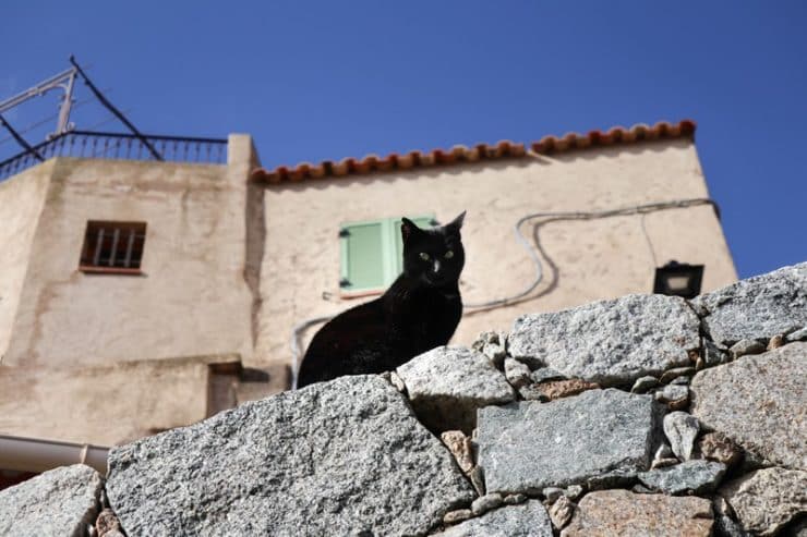 chat sant antonino