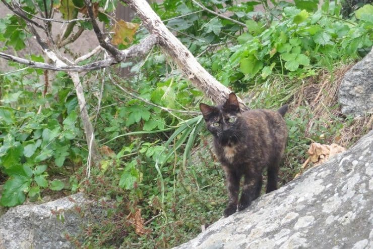 chat