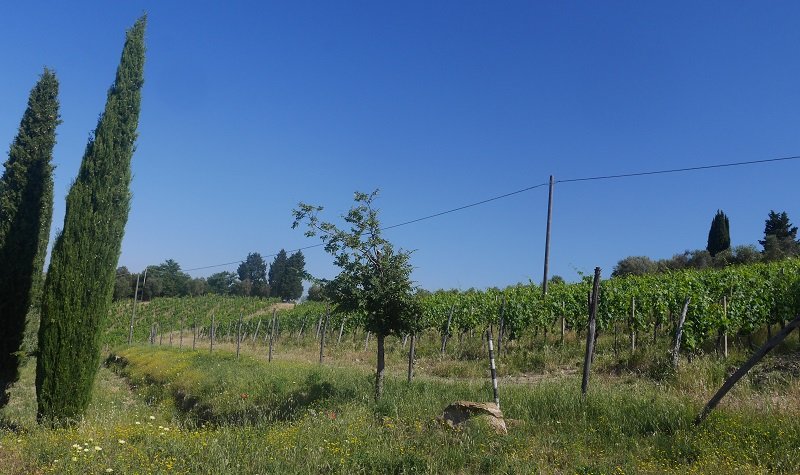 vignes leo ferre toscane