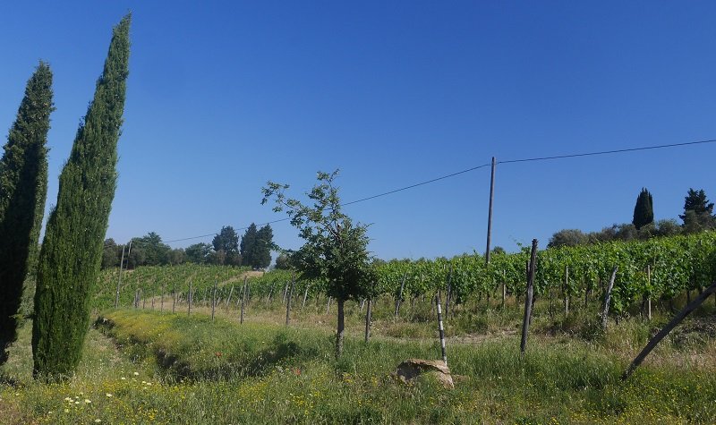 vignes leo ferre toscane