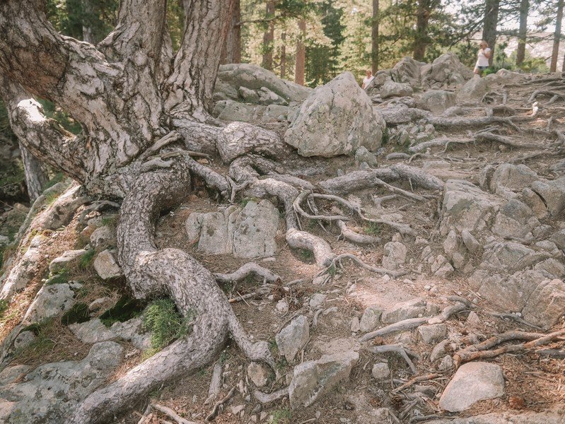 racines d'arbre