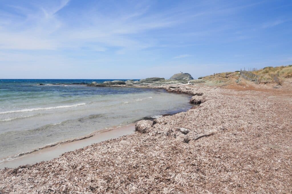 posidonie sur la plage de Barcaggio