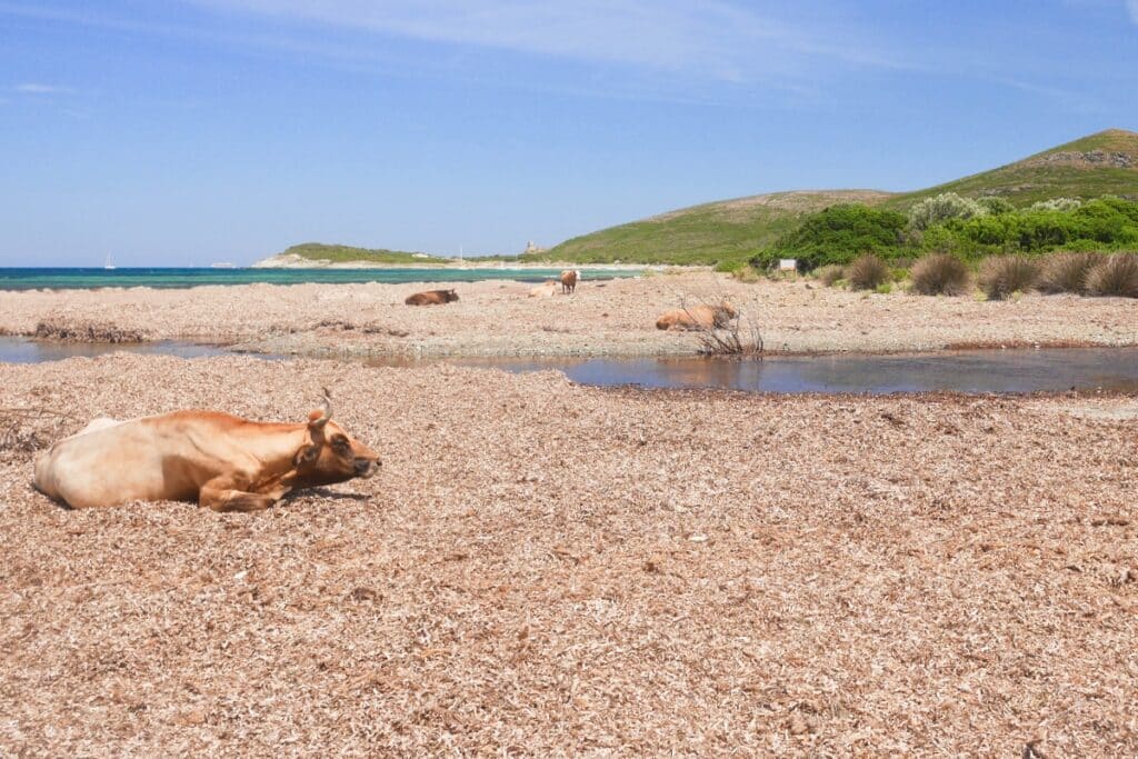 vache plage de Barcaggio