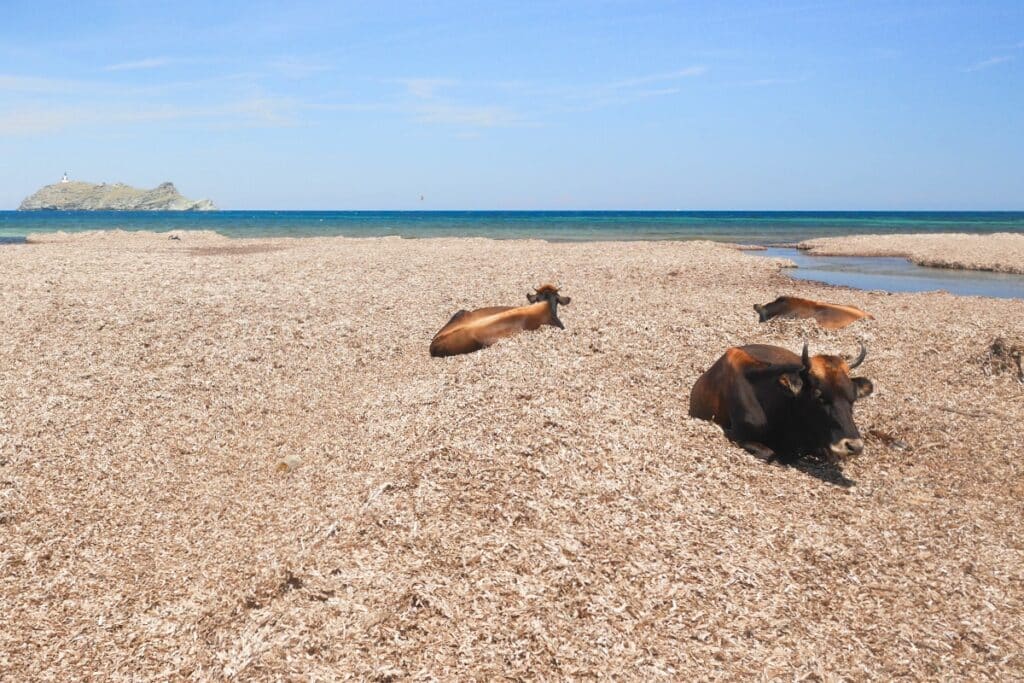 vache plage de Barcaggio