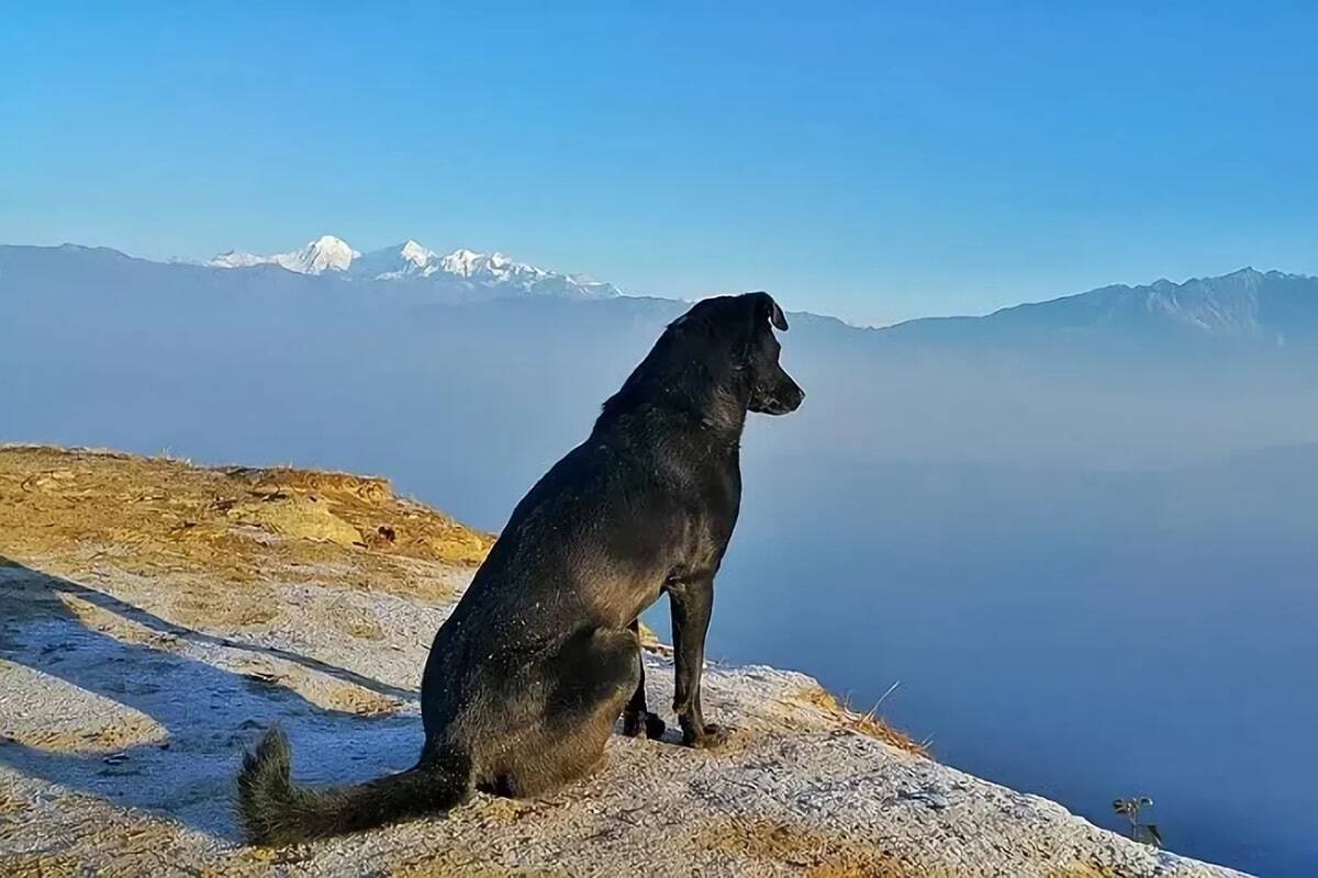 voyager à l'étranger avec son chien