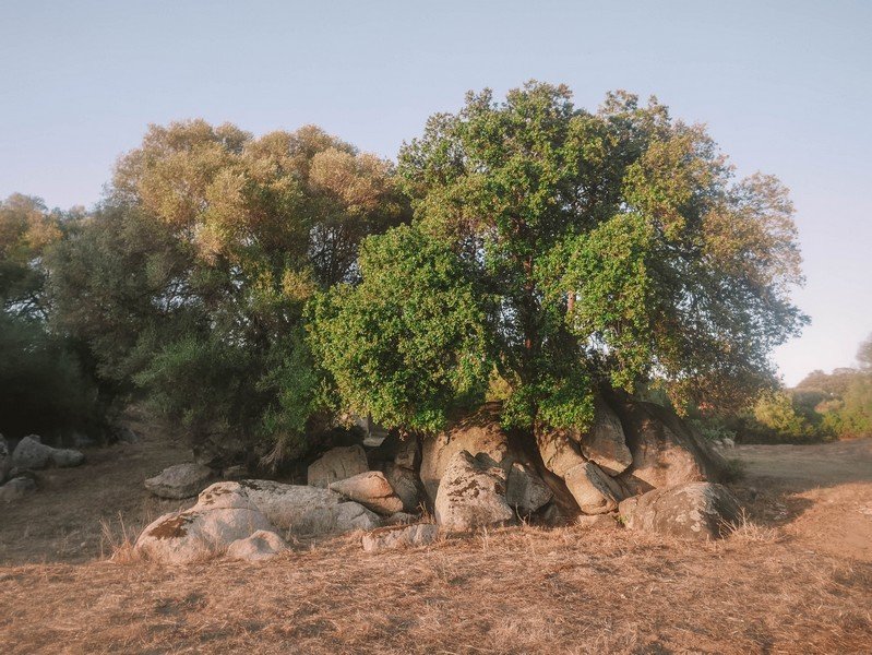 nature