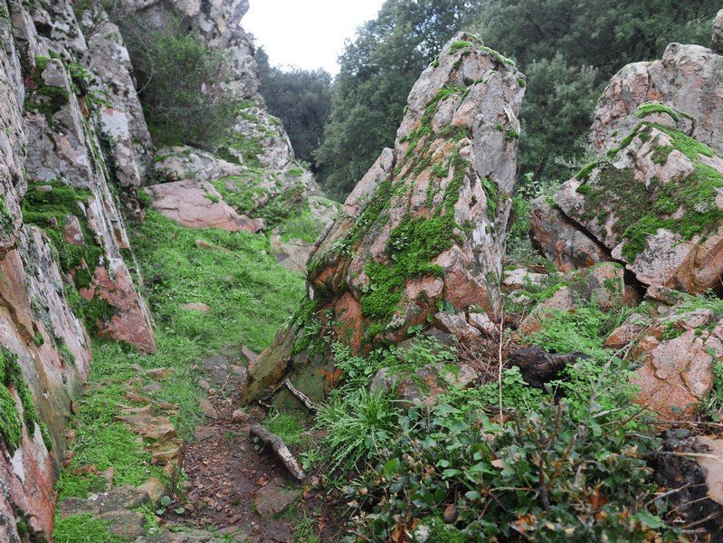 roche