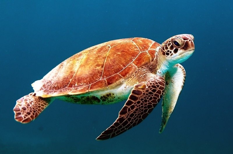 tortue