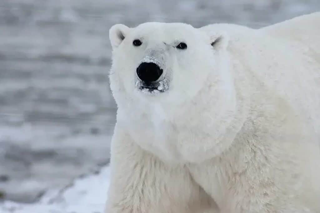 Aventure au Canada à la quête de l’ours polaire