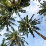 les plus belles iles des antilles