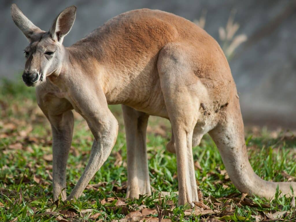 kangourou roux