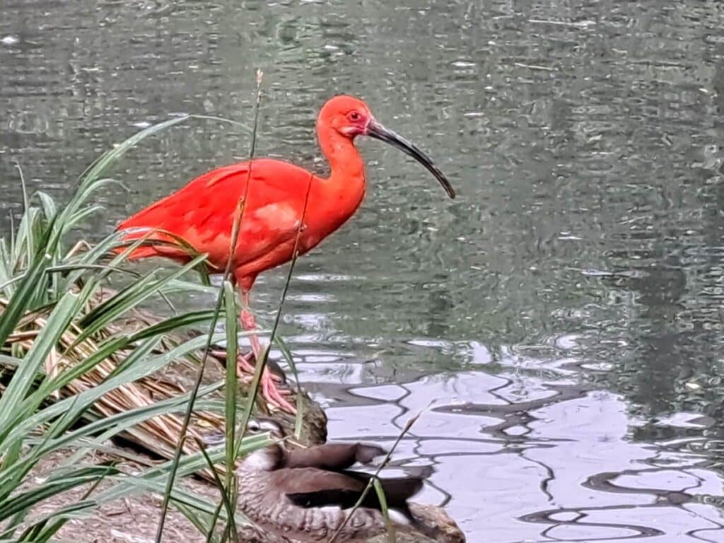 ibis rouge