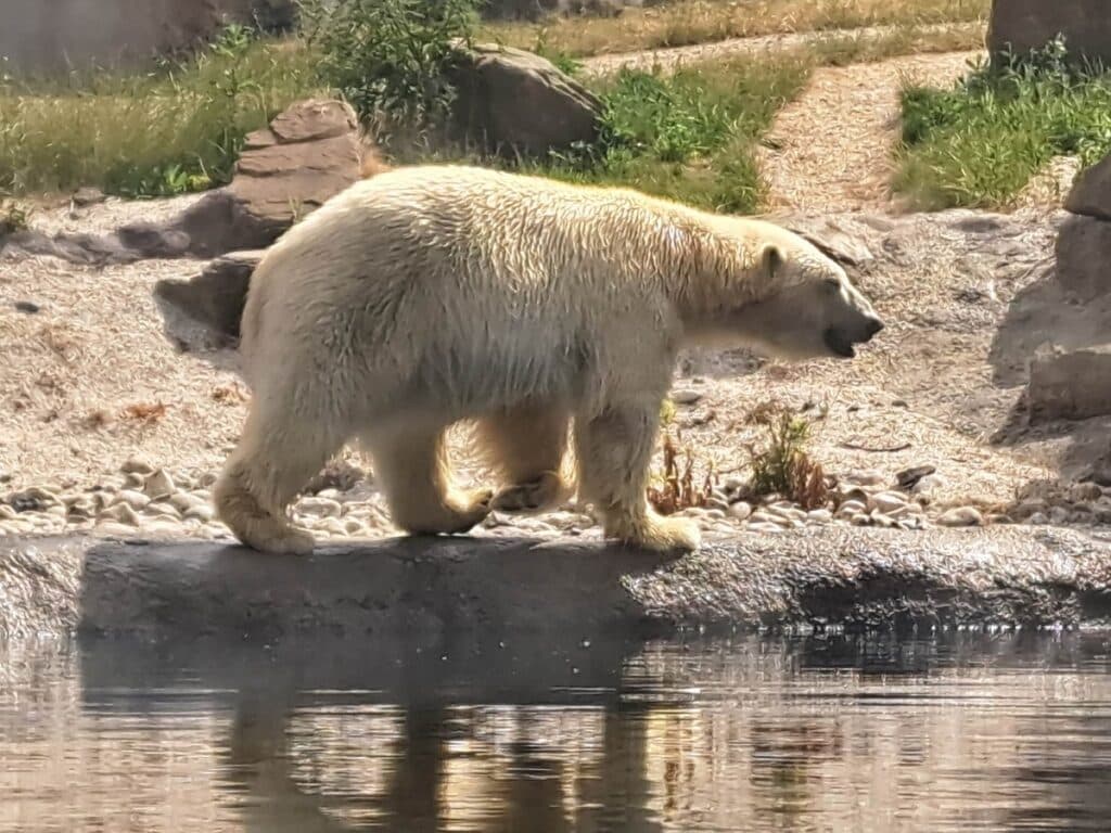 ours blanc