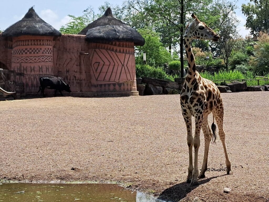 pairi daiza girafe