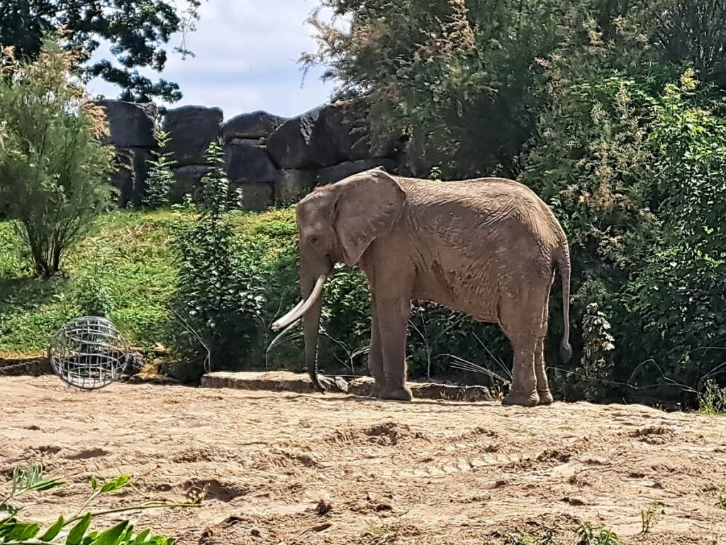 éléphant d'asie