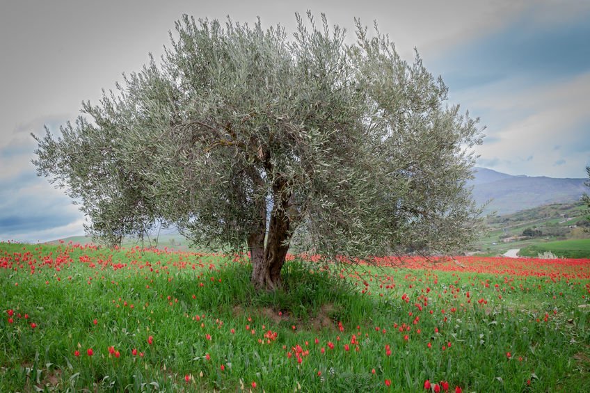 olivier madonie