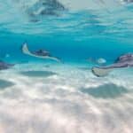 Stingray City aux îles Caïmans