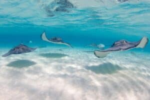 Stingray City aux îles Caïmans