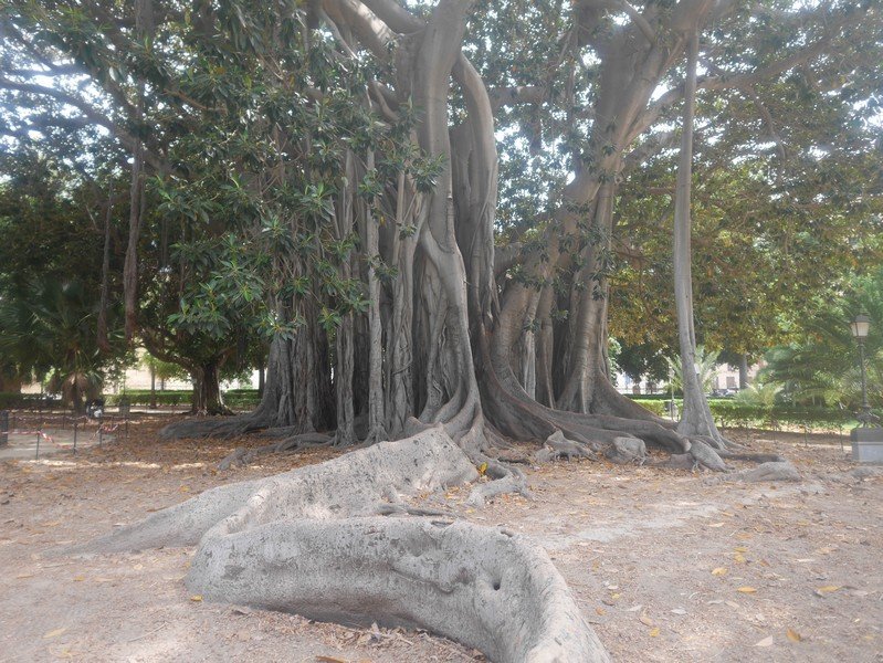 ficus villa garibaldi