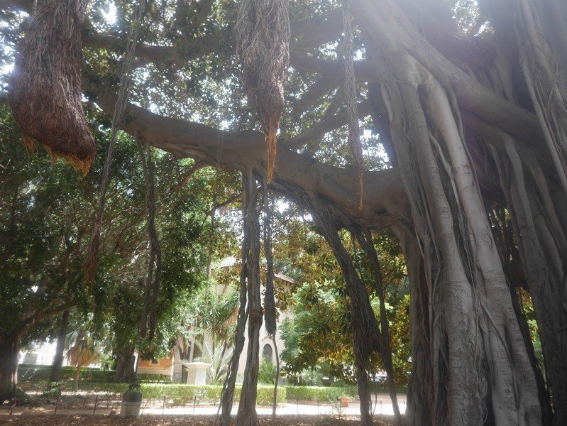 ficus villa garibaldi palerme