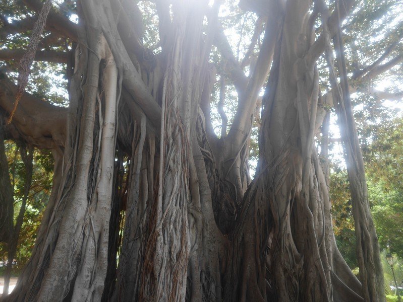 villa garibaldi ficus