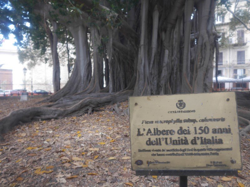 plus vieux ficus palerme