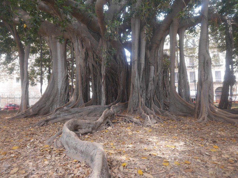 vieux ficus palerme