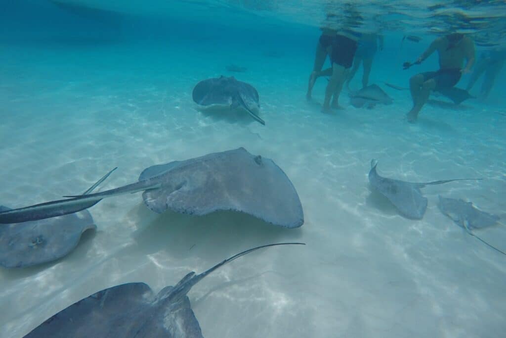 Stingray City