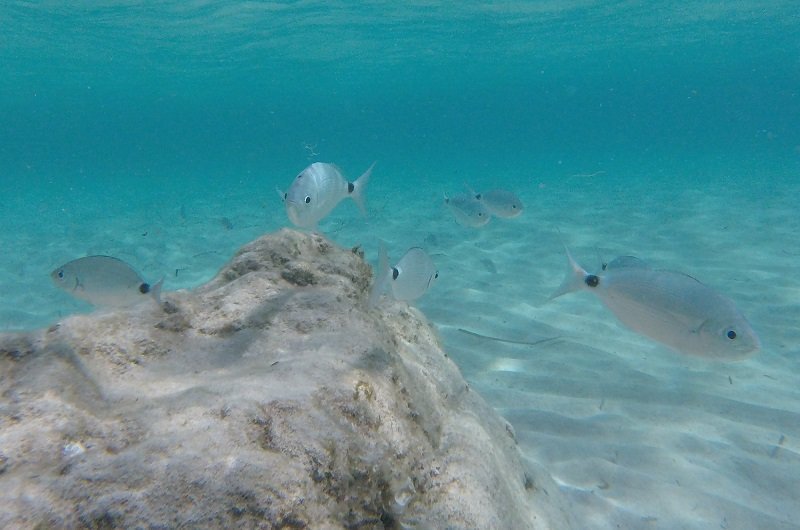 snorkeling en corse