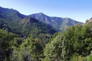 foret de bonifato