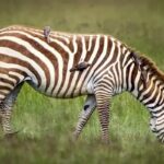 safari écoresponsable au Kenya