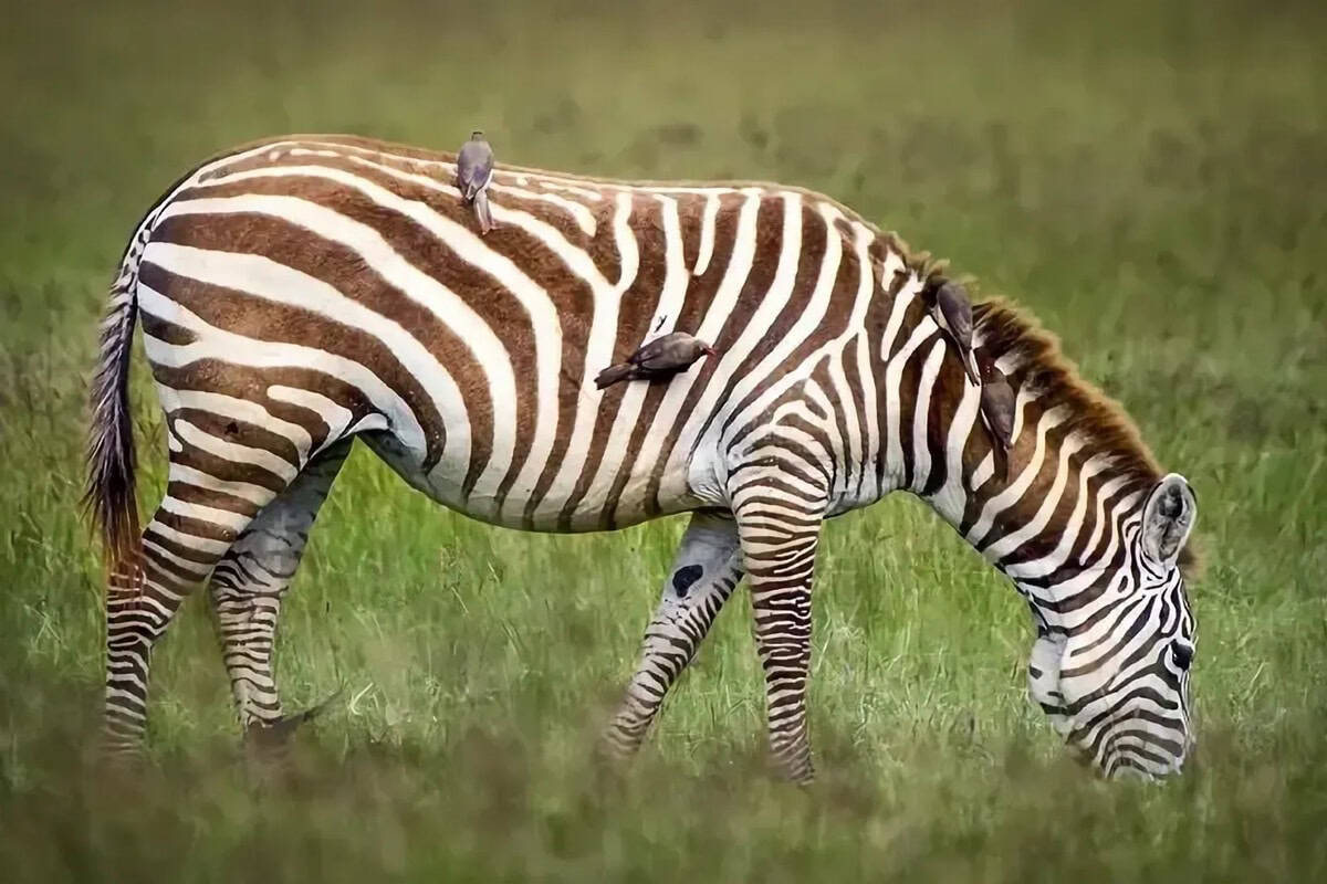 safari écoresponsable au Kenya