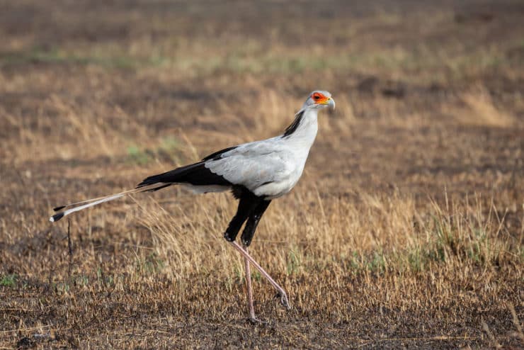 oiseau secrétaire masai mara