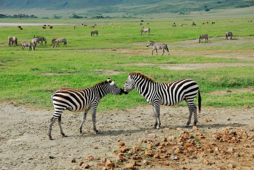 Zone de conservation du Ngorongoro zèbres