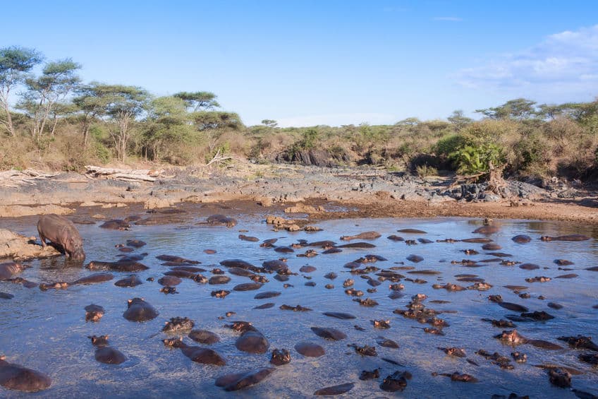 serengeti hippo pool