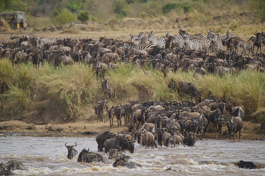 Serengeti grande migration