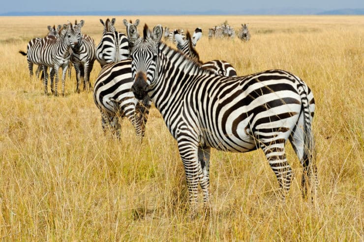 masai mara zèbres