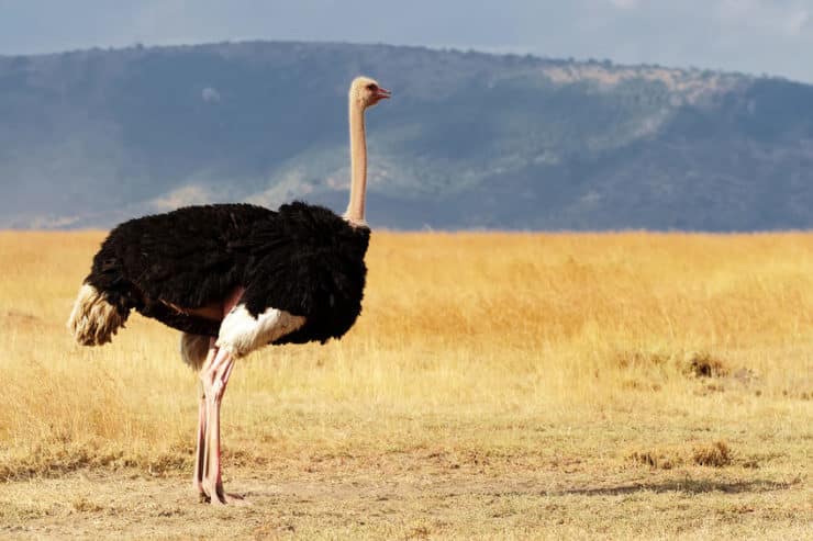 masai mara autruche