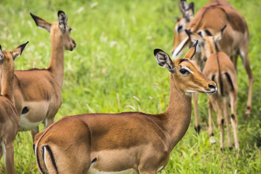 masai mara impala
