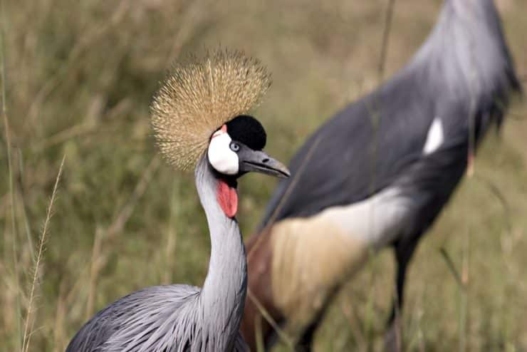 grue couronnée masai mara