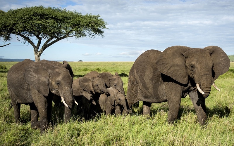 serengeti éléphants
