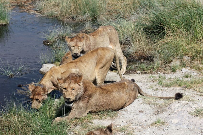 parc du serengeti lions